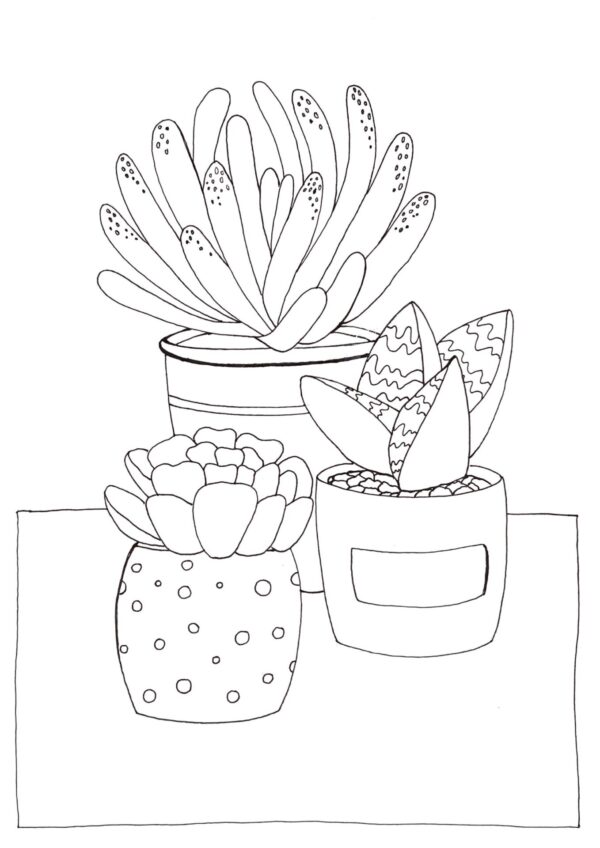 Succulents
